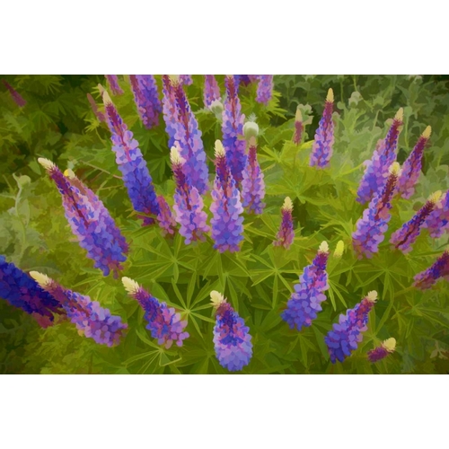 Tennessee Painterly effect on lupine flowers